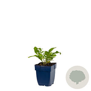 Centaurea dealbata GM  P11