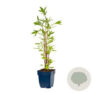 Coreopsis 'Full Moon' GM  P11