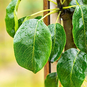 Pyrus c. 'Beech Hill' 16-18 HO draadkluit