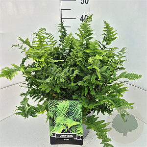 Dryopteris filix-mas 35-40 cm 10L
