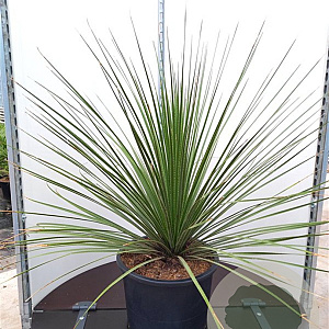 Dasylirion texanum 80-100 cm 35L