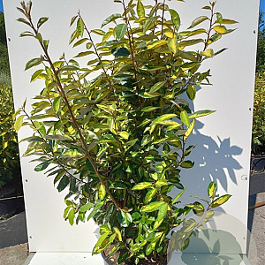 Elaeagnus ebbingei 'Limelight' 80-100 cm 20L