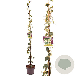 Hedera colchica 'Dentata Variegata' 150-175 cm 50L