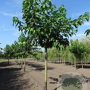 Morus alba 'Fruitless' 240 cm stam 40L dakvorm 120 vierkant