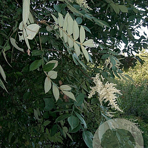 Rhus chinensis 14-16 HO draadkluit