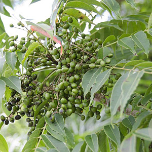 Rhus succedanea 14-16 HO draadkluit