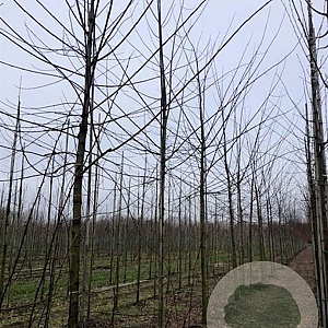 Robinia marg. Casque Rouge 14-16 HO draadkluit