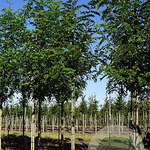 Robinia ps. 'Nyirségí' 12-14 HO draadkluit