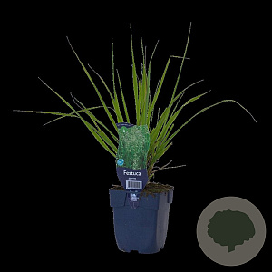 Festuca gigantea GM  P11