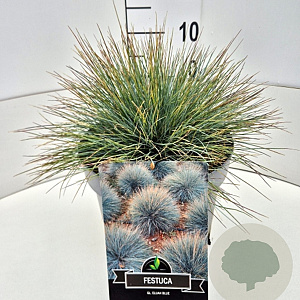 Festuca glauca 'Elijah Blue' 25-30 cm 10L