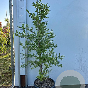 Styrax japonicus 80-100 cm 10L