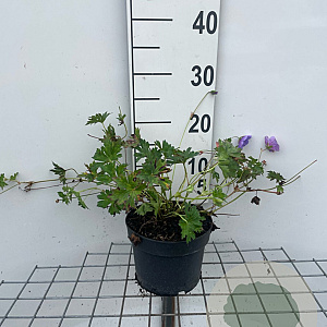 Geranium 'Azure Rush' GM 2,0L