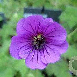Geranium 'Orkney Pink' GM  P11