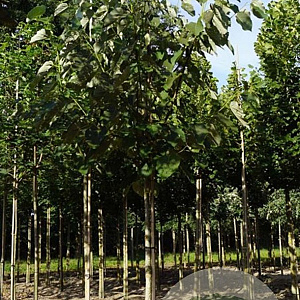 Tilia americana 'Neglect' 16-18 HO draadkluit