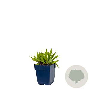 Helenium 'Moerheim Beauty' GM  P11