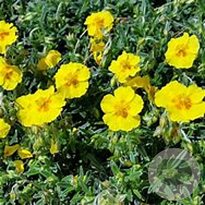 Helianthemum 'Golden Queen' GM  P11