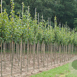 Tilia europaea 'Pallida' 12-14 HO draadkluit