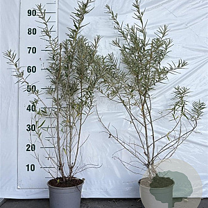 Hippophae rhamnoides 60-80 cm 2,0L