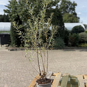 Hippophae rhamnoides 60-80 cm 2,0L