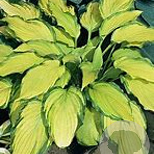 Hosta 'Lady Guinevere' GM  P11