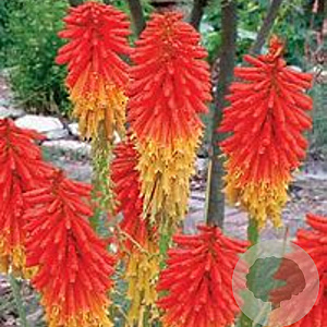 Kniphofia uvaria GM  P11
