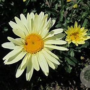 Leucanthemum (S) Broadway Lights GM  P11