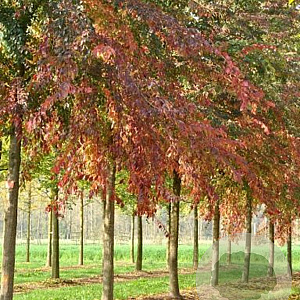 Ulmus 'Frontier' 10-12 HO draadkluit