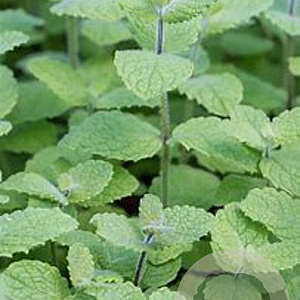 Mentha rotundifolia 'Pineapple Mint' GM  P11