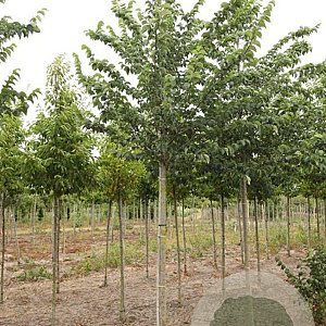 Ulmus minor 'Wanoux' 14-16 HO draadkluit