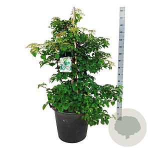 Hydrangea petiolaris 100-125 cm cont. 55L extra