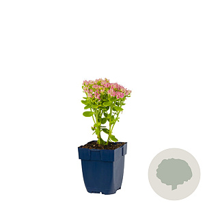 Hydrangea quercifolia 'Ice Crystal' 80-100 cm 35L