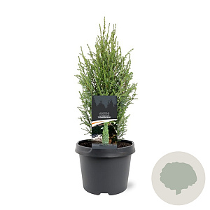 Juniperus communis 'Compressa' 30-40 cm 3,0L