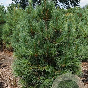 Pinus cembra 100-125 cm met kluit solitair