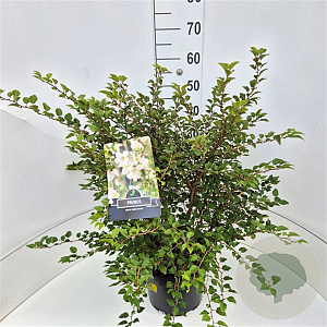 Prunus incisa 'Kojou-no-mai' 50-60 cm 20L