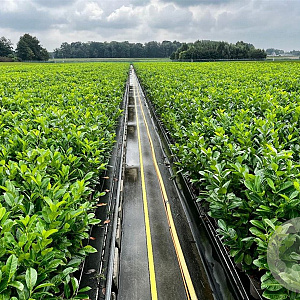 Prunus I. 'Rotundifolia' 80-100 cm 5,0L