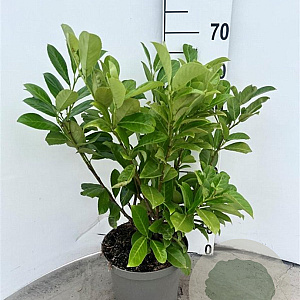 Prunus I. 'Rotundifolia' 80-100 cm 5,0L