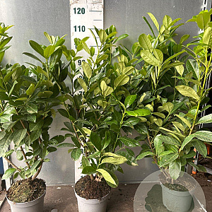 Prunus I. 'Rotundifolia' 80-100 cm 5,0L