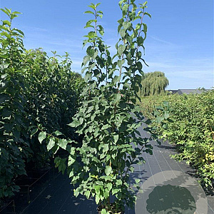 Prunus padus 175-200 cm 20L