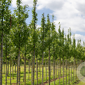 Prunus schmittii 12-14 HO draadkluit