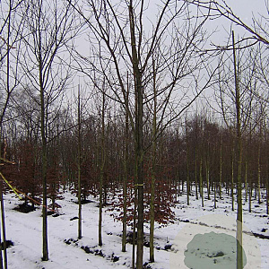 Prunus ser. 'Kanzan' 18-20 HO draadkluit