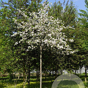 Prunus 'Umineko' 20-25 HO draadkluit
