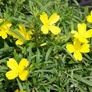 Oenothera 'African Sun' GM  P11