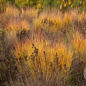 Panicum virgatum 'Rehbraun' GM  P11