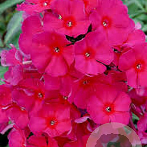 Phlox 'Sweet Summer Wine' GM  P11