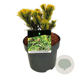 Pinus mugo 'Carsten's Wintergold' 15-20 cm