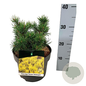 Pinus mugo 'Carsten's Wintergold' 20-25 cm