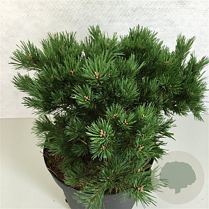 Pinus sylvestris 'Jeremy' 25-30 cm 7,5L