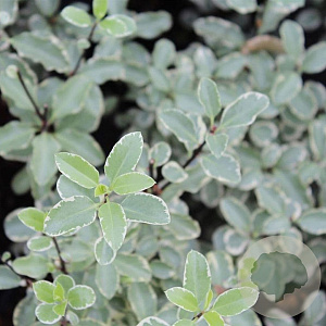 Pittosporum tenuifolium 'Silver Queen' 60-80 cm 20L breed