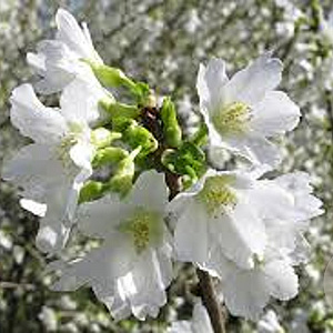 Prunus incisa 'Yamadei' 175-200 cm draadkluit meerstammig solitair