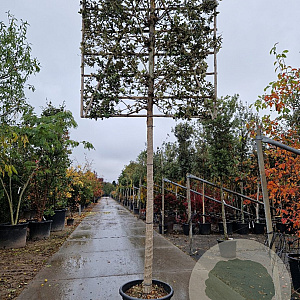 Quercus ilex 180 cm stam container 20-25 lei 150x120